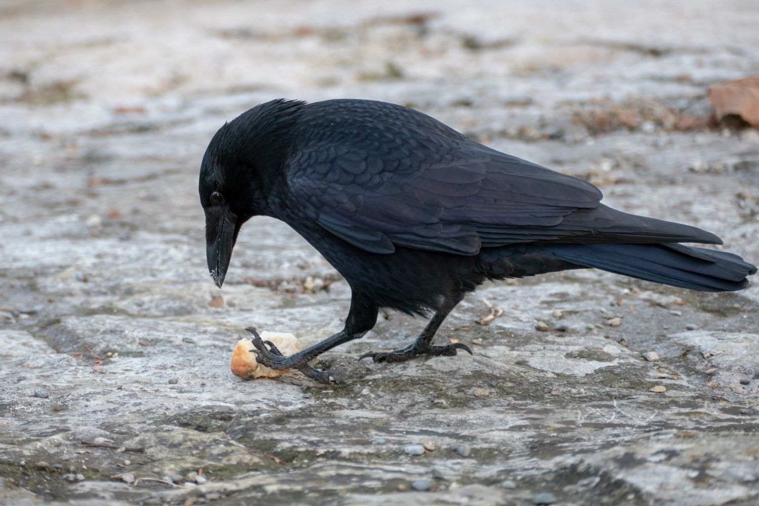 Ravn der spiser en nød