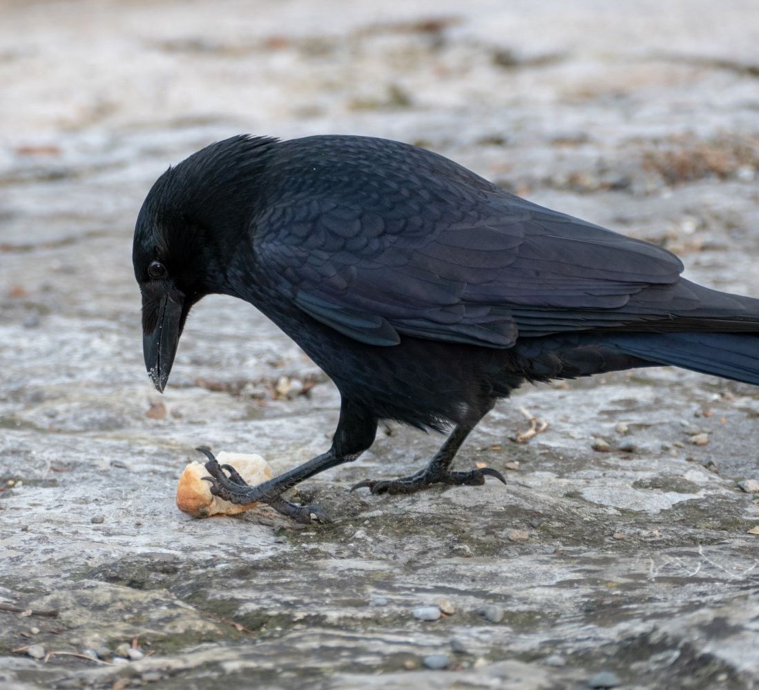 Ravn der spiser en nød