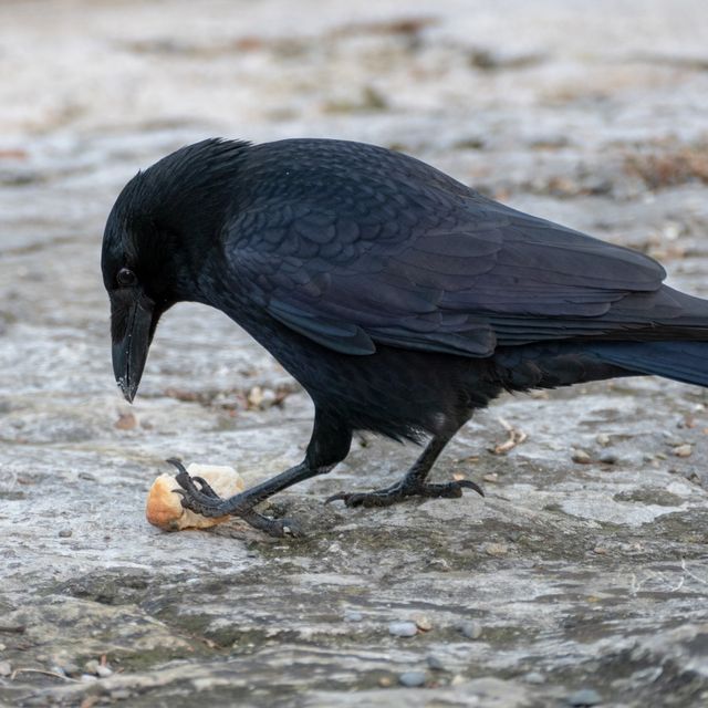 Ravn der spiser en nød