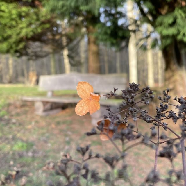 Havebænk i parken