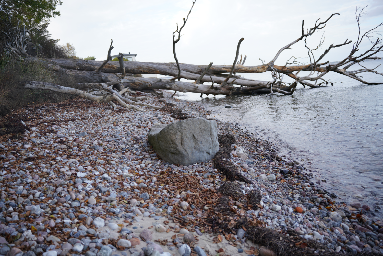 Væltet træ i vandkanten