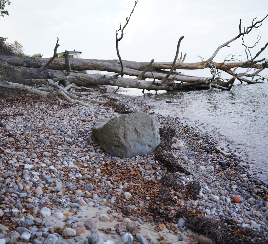 Væltet træ i vandkanten