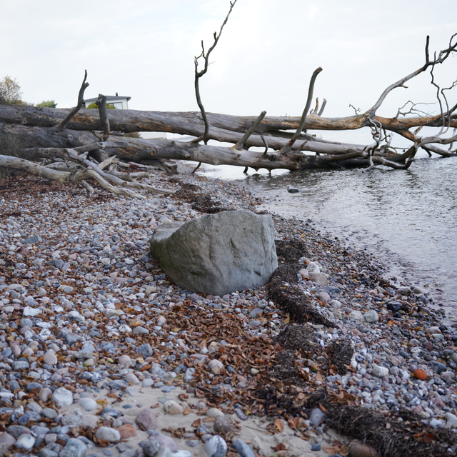 Væltet træ i vandkanten
