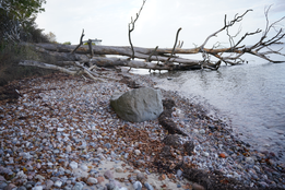 Væltet træ i vandkanten