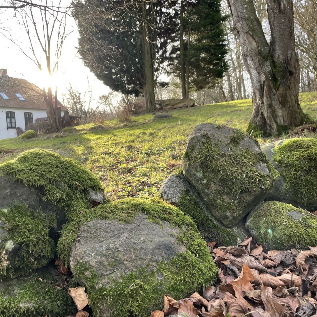 Skovriddergård i solskin