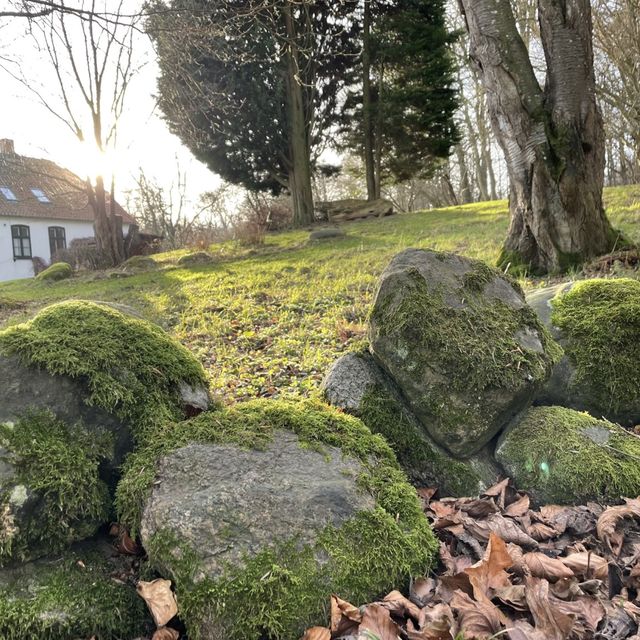 Skovriddergård i solskin