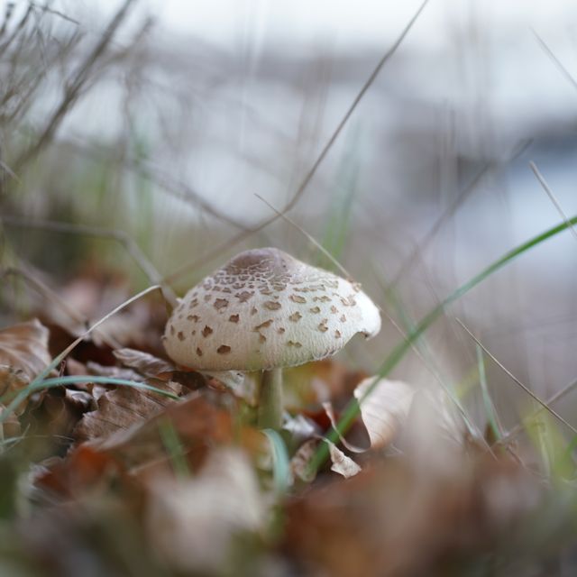 Lys svamp i græsset