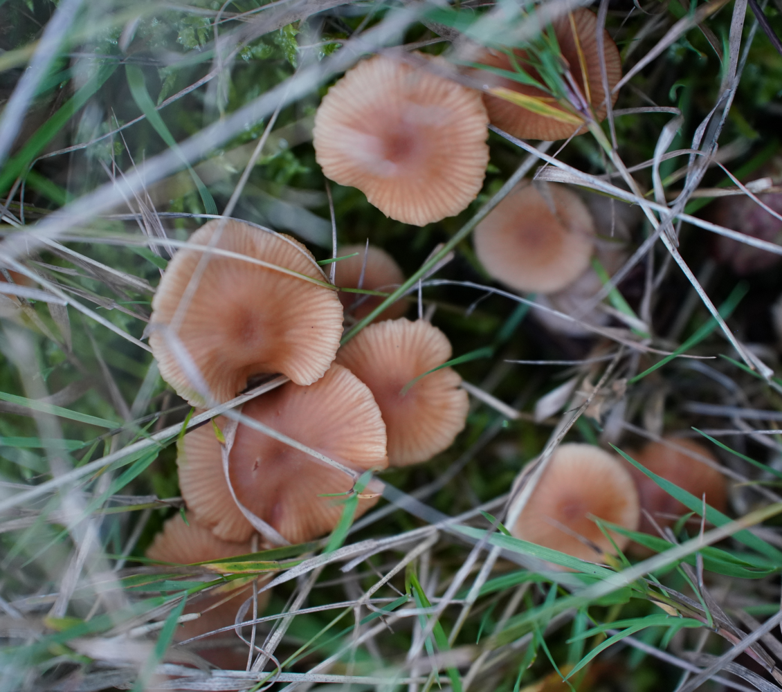 Små svampe i græsset